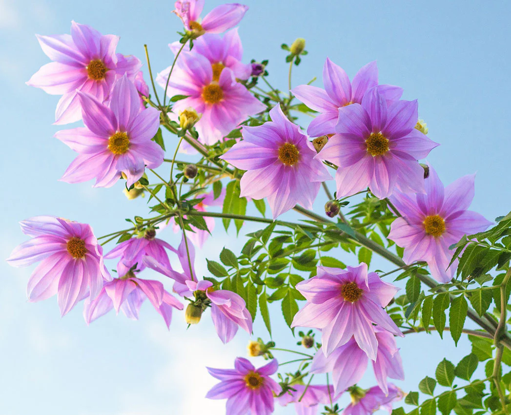 Cultivate Your Dream Garden Today
