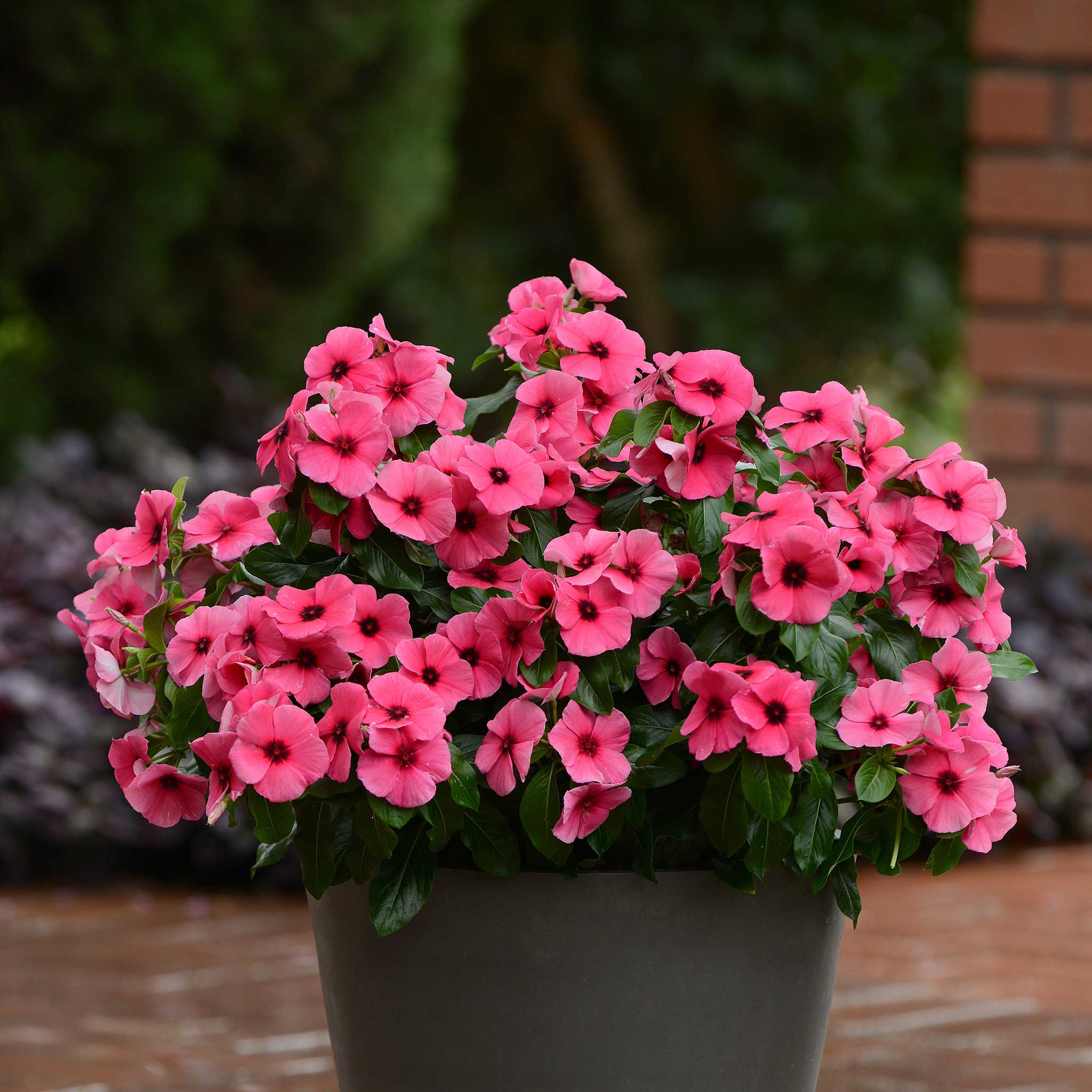 New Flower Seeds