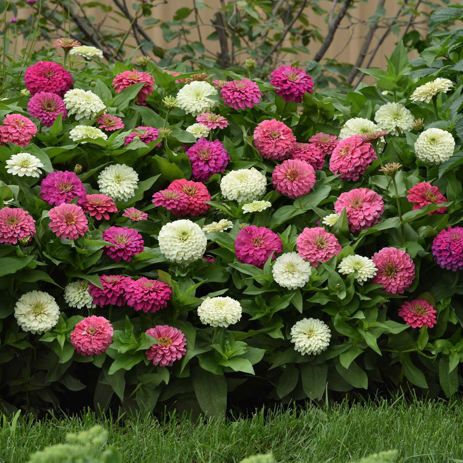 New Flower Seed Mixes